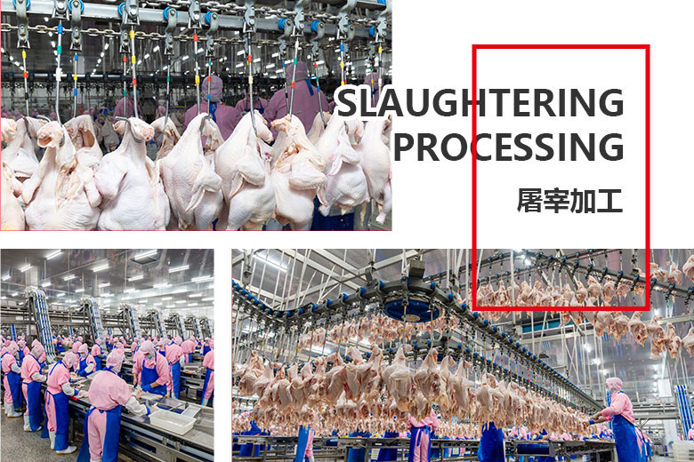1702104990619782.jpg 屠宰加工(gōng).jpg