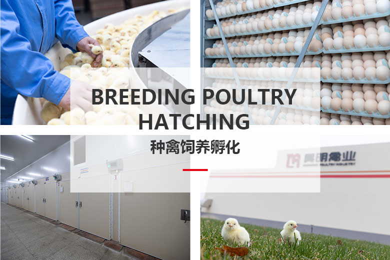 種禽飼養孵化(huà).jpg